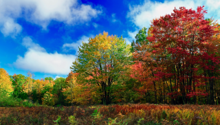 Fall Foliage