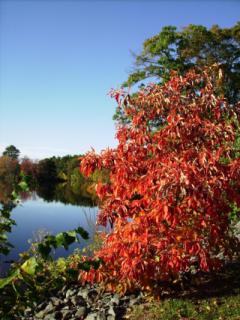Wampatuck Pond