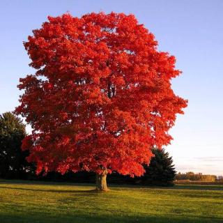 Fall Foilage