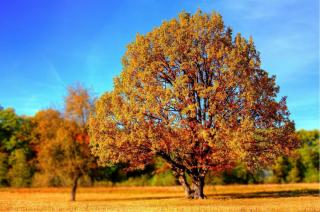 Fall Foliage