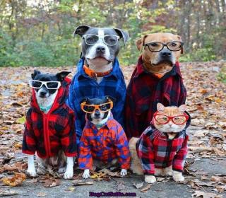 fall dogs