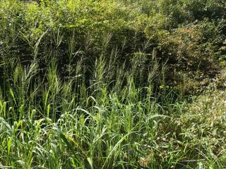 Poor Meadow Brook Photo